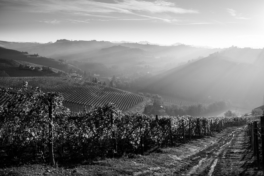 E se le Langhe fossero grigie?