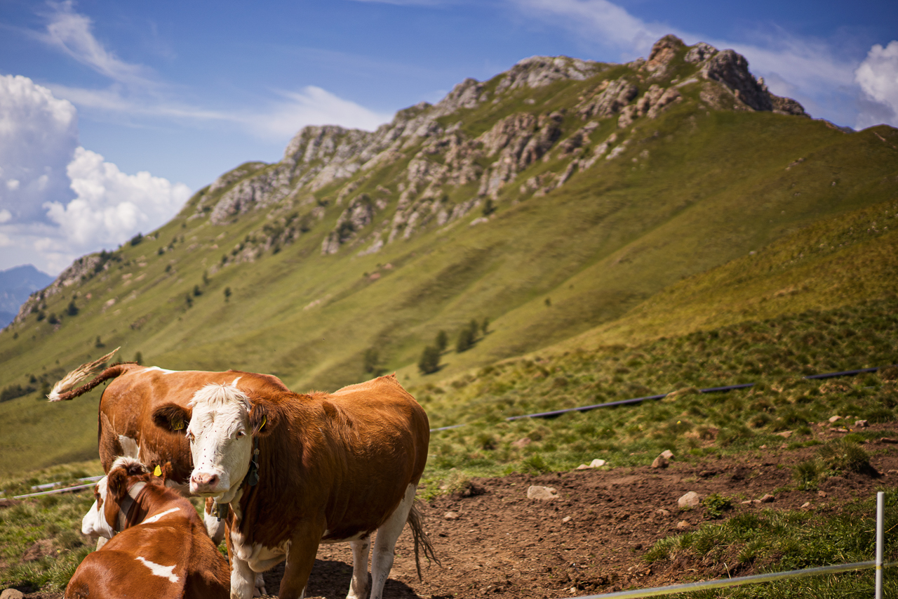 Protetto: Follonica e Val di Fassa